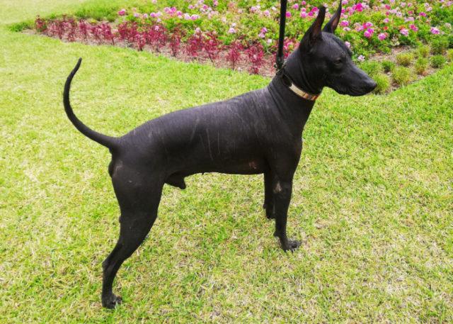 Khala Dog Breed Image 15